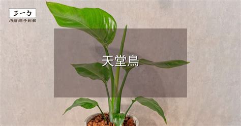 天堂鳥 觀葉|天堂鳥植物完全栽培指南 從選擇到養護 